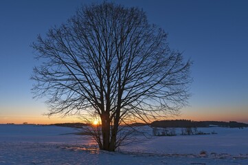 Black Alder (Alnus glutinosa) in winter at sunset, Karsberg, Upper Franconia, Bavaria, Germany,...