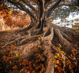 Moreton bay fig tree roots in autumn