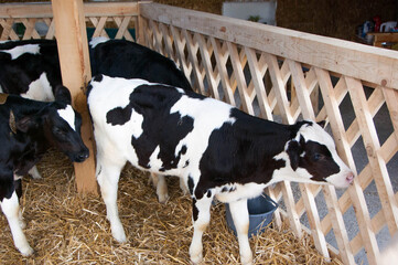 Cute calves at the fair exhibitions