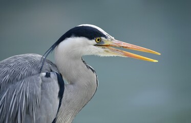 Grey Heron (Ardea cinerea), portrait, Baden-Württemberg, Germany, Europe