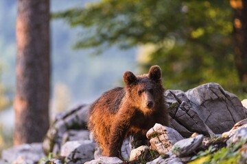 Fototapeta premium European Brown bear (Ursus arctos), in the forest, young animal, Notranjska region, Slovenia, Europe