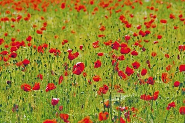 Obraz premium Red poppies (Papaver rhoeas) in a wheat field