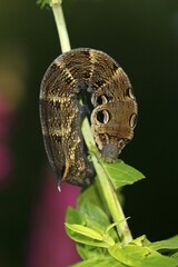 Elephant Hawk-moth (Deilephila elpenor), brown caterpillar just before pupation, on purple loosestrife (Lythrum salicaria)