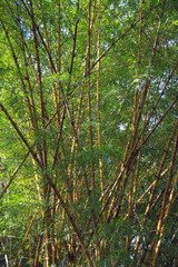 Vibrant Green Bamboo in Natural Light