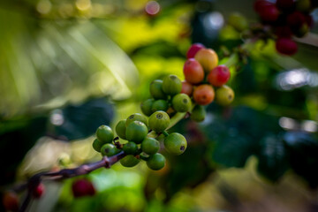 Close-Up of Coffee Cherries Ripening on a Branch