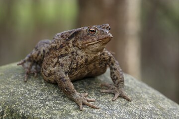 Common Toad (Bufo bufo), female during mating season, Schleswig-Holstein, Germany, Europe