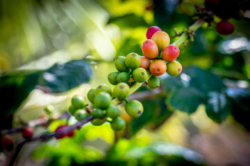 Close-Up of Coffee Cherries Ripening on a Branch 2