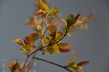 red and yellow leaf buds in a glass vase