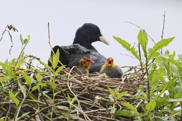 Eurasian coot (Fulica atra), adult with young animals in nest, Emsland, Lower Saxony, Germany, Europe