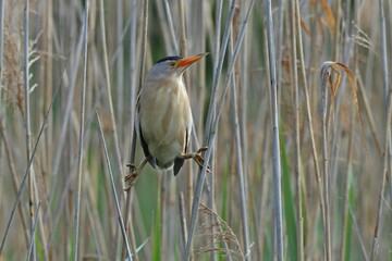 Little Bittern (Ixobrychus minutus), male in the reeds, Lake Kühnau,  Saxony-Anhalt, Germany, Europe