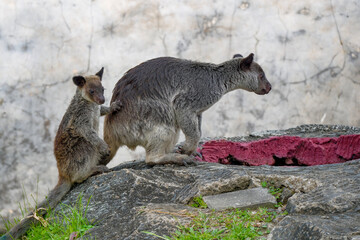 The Grizzled Tree-Kangaroo (Dendrolagus inustus) is a tree-dwelling