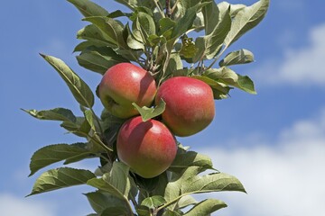 Red ripe apples on a tree, Altes Land, Lower Saxony, Germany, Europe
