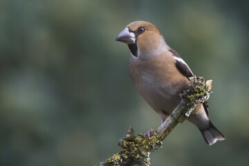 Hawfinch (Coccothraustes coccothraustes), sits on branch, Emsland, Lower Saxony, Germany, Europe
