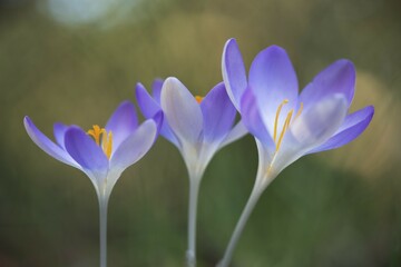 Woodland crocus (Crocus tommasinianus), Lower Saxony, Germany, Europe