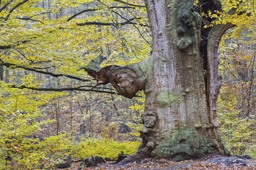 Wood pasture in spring, Hesse, Germany, Europe