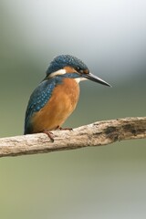 Kingfisher (Alcedo atthis), Emsland, Lower Saxony, Germany, Europe