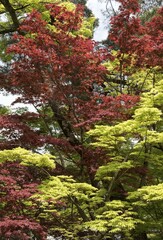 Green and red leaves of Fullmoon Maple (Acer japonicum), Garden of Nanzen-ji Zen Buddhist temple, Kyoto, Japan, Asia