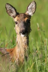 Roe deer (Capreolus capreolus), portrait, moulting into summer coat, Allgäu, Bavaria, Germany, Europe