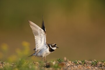 Little ringed plover (Charadrius dubius), landing on the gravel bank, Biosphere Reserve Middle Elbe, Dessau-Roßlau, Saxony-Anhalt, Germany, Europe