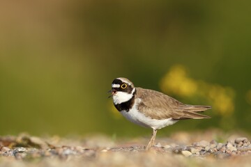 Little ringed plover (Charadrius dubius), calling male, Biosphere Reserve Middle Elbe, Saxony-Anhalt, Germany, Europe