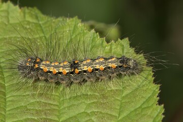 Four-spotted footman (Lithosia quadra), caterpillar on leaf, Baden-Württemberg, Germany, Europe