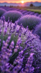 Lavender Field at Sunset