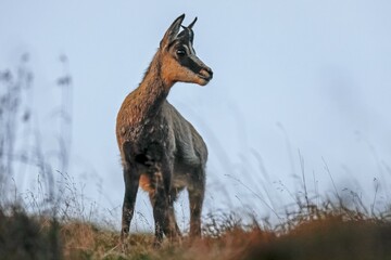 Chamois (Rupicapra rupicapra), standing, in evening light, Vosges, France, Europe