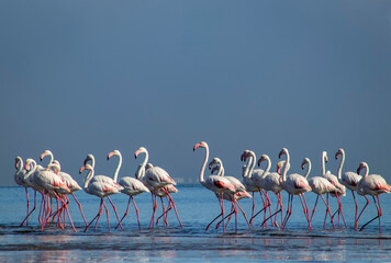 Fototapeta premium Wild african birds. Group of Greater african flamingos walking around the blue lagoon on a sunny day