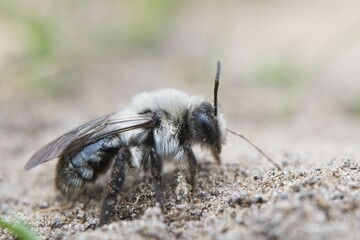 Ashy mining bee (Andrena cineraria), Emsland, Lower Saxony, Germany, Europe