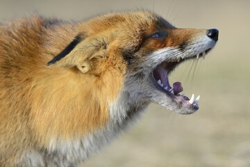 Red fox (Vulpes vulpes), with open mouth and ears covered, Waterleidingduinen, animal portrait,...