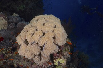Bubble Coral (Plerogyra sinuosa), St. Johns Reef Dive Site, Red Sea, Egypt, Africa © Rolf von Riedmatten/imageBROKER