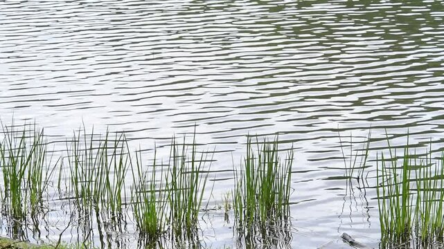 池のさざ波と水草