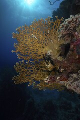 Net fire coral (Millepora dichotoma) in backlight, sun rays. Dive site Sataya Reef, Red Sea, Egypt, Africa © Rolf von Riedmatten/imageBROKER