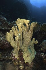 Blade firel coral (Millepora platyphylla), Shaab Claudia reef dive site, Red Sea, Egypt, Africa © Rolf von Riedmatten/imageBROKER