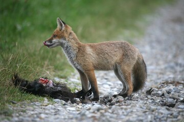 Red Fox (Vulpes vulpes) and the remains of a domestic fowl