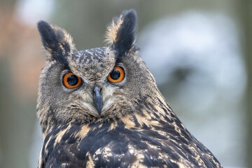 Eurasian eagle-owl (Bubo bubo), animal portrait, captive, Czech Republic, Europe