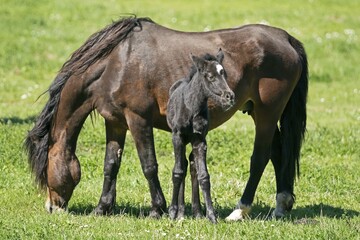 Domestic horses, Mare with foal grazing on pasture, Germany, Europe