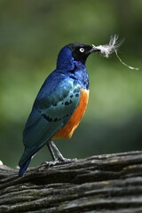 Superb starling (Lamprotornis superbus), with nesting material in the beak, captive, Germany, Europe