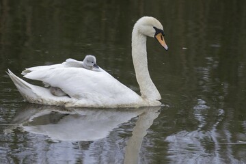 Mute swan (Cygnus olor) swimming with chick, Hesse, Germany, Europe