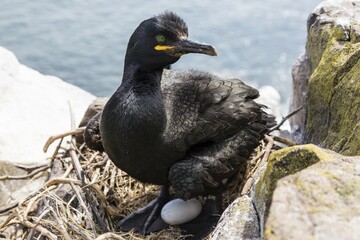 European Shag (Phalacrocorax aristotelis), Farne Islands, Northumberland, England, United Kingdom,...