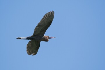 Reddish egret (Egretta rufescens), flying, blue sky, Rio Lagartos, Yucatan, Mexico, Central America