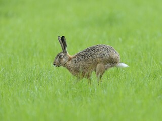 European hare (Lepus europaeus), running in a meadow, Lower Rhine, North Rhine-Westphalia, Germany, Europe