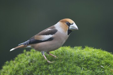 Hawfinch (Coccothraustes coccothraustes), male, Emsland, Lower Saxony, Germany, Europe