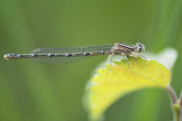 Common blue damselfly, also common bluet or northern bluet (Enallagma cyathigerum), female, Emsland, Lower Saxony, Germany, Europe
