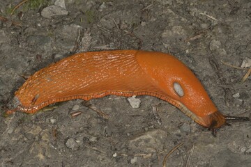 Red slug (Arion rufus), Baden-Württemberg, Germany, Europe
