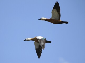 Ruddy shelducks (Tadorna ferruginea) flying in front of blue sky, Allgäu, Bavaria, Germany, Europe