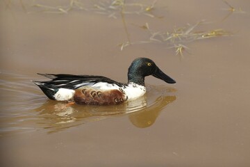 Northern Shoveler or Shoveller (Anas clypeata), drake, Burgenland, Austria, Europe
