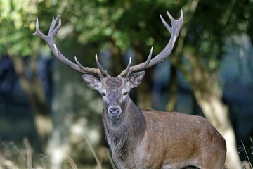 Red deer (Cervus elaphus), rutting season, animal portrait, Denmark, Europe