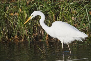 Great egret (Casmerodius albus), running in water, food search, Emsland, Lower Saxony, Germany, Europe
