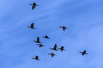 Flying Cormorants (Phalacrocoracidae) in the cloudy sky, Darß, Mecklenburg-Vorpommern, Germany, Europe